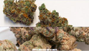 The Versatile Uses of Apple Fritter Strain and Georgia Pie Strain in Medicine